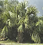 Sabal palmetto